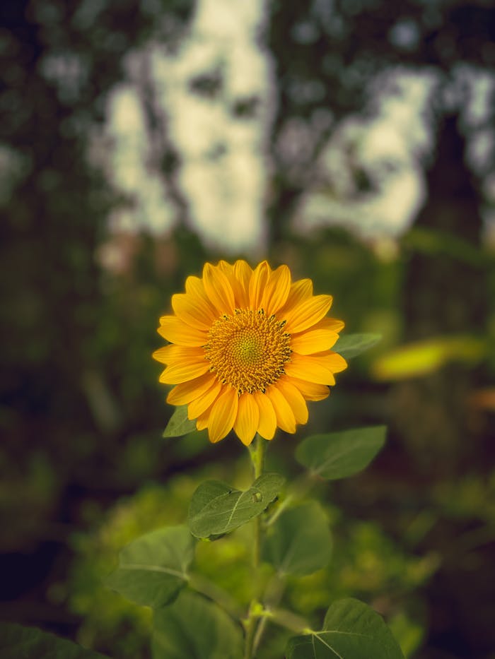 gallery-05 pexels-photo-35130911.jpeg