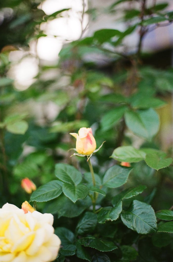 services-02 Close-up of a bright yellow rose amid lush green foliage, radiating vibrant natural beauty.