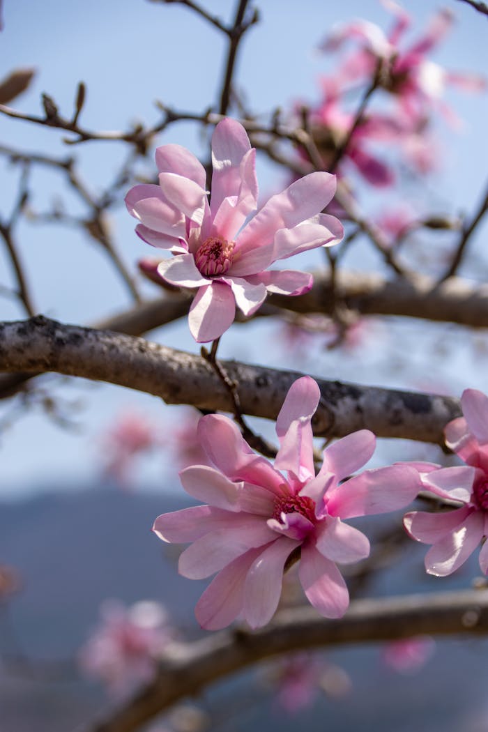 gallery-02 Vibrant pink magnolia blooms against a clear blue sky on a sunny day.